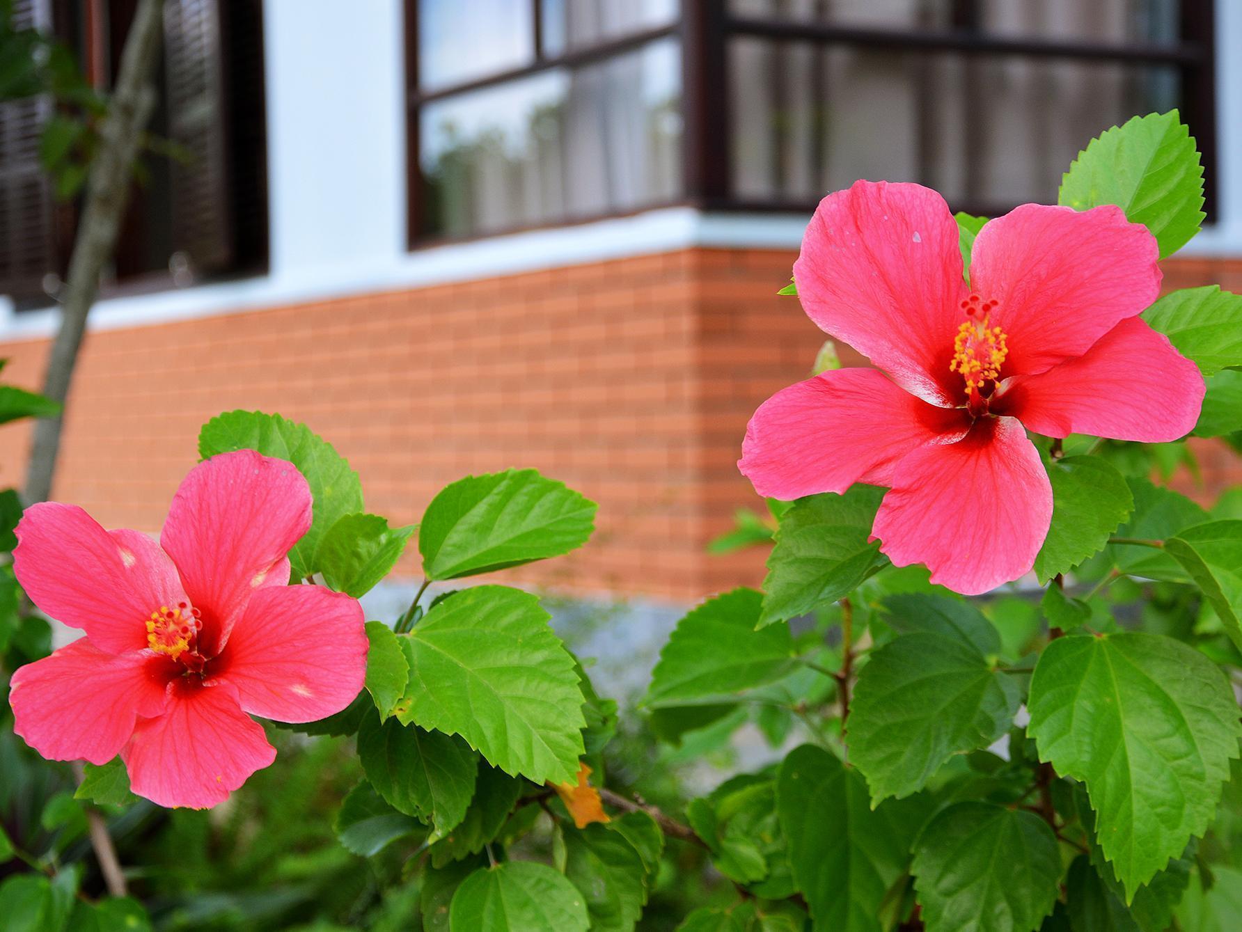 Garden Aroma Homestay Хой Ан Екстериор снимка