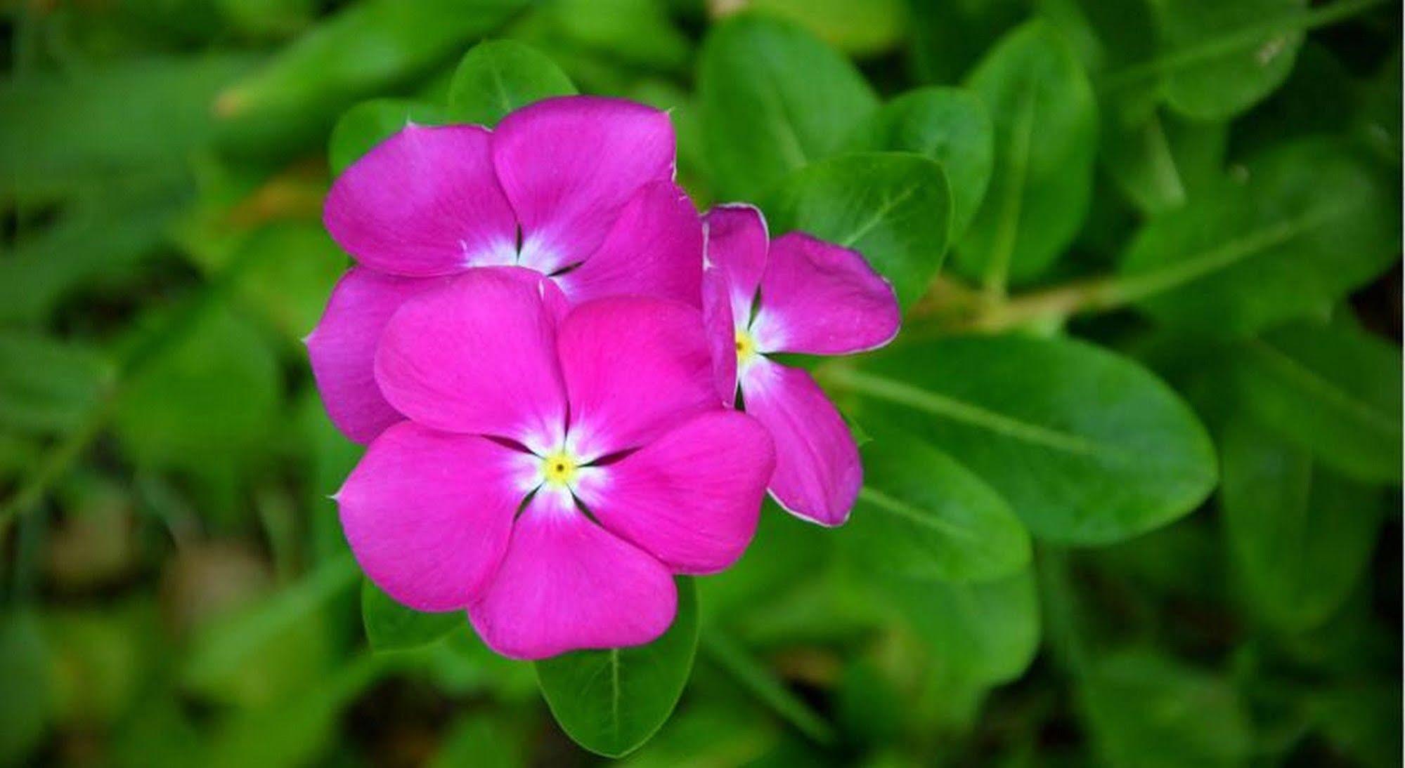 Garden Aroma Homestay Хой Ан Екстериор снимка